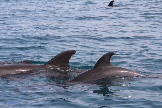 Delphine in Küstennähe vor Cahuita