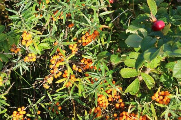 Hagebutten und Sanddorn wächst überall auf der Insel