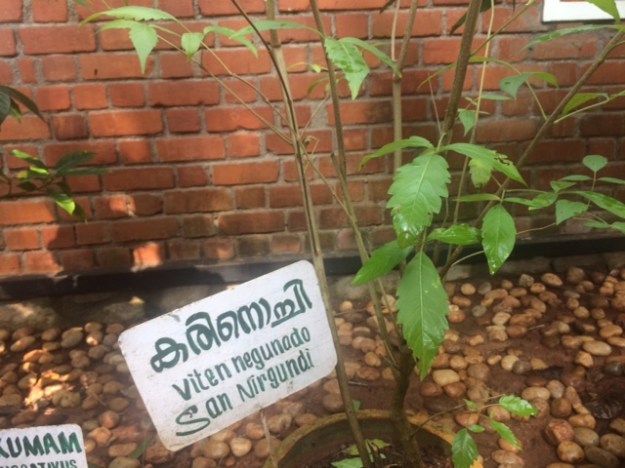 indischer Mönchspfeffer