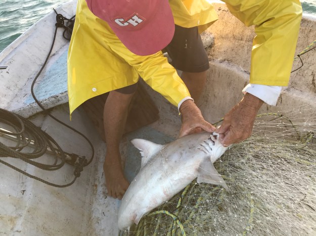 ein Babyhai hat sich im Netz verfangen