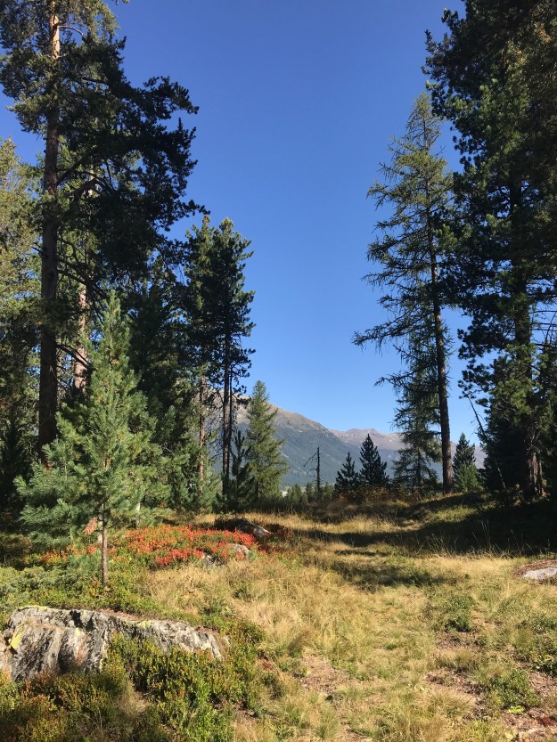 Spazier-und Wanderpfade rund um Celerina