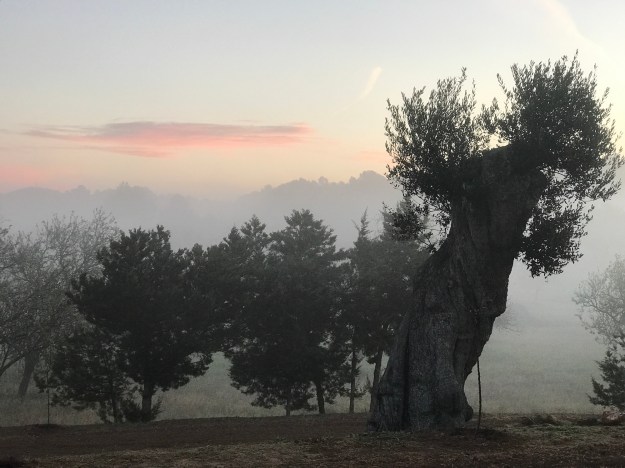 Frühnebel auf Ibiza